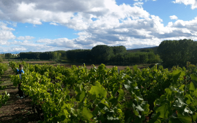 Vive tu propia experiencia enológica en La Rioja